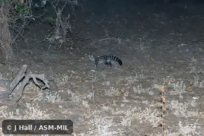 Also as Common Small-spotted Genet. Also as Common Small-spotted Genet.