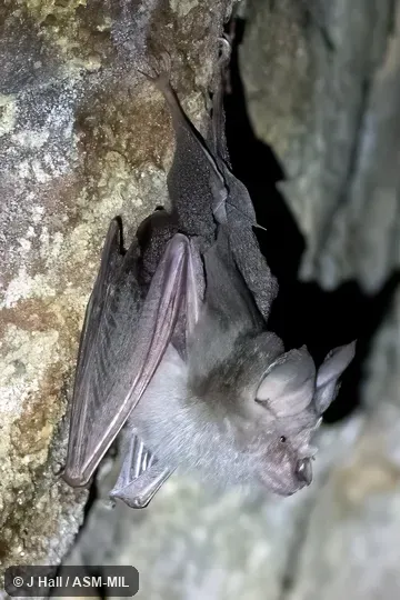 Also as Arabian Horseshoe Bat|Cretzschmar's Horseshoe Bat. Also as Arabian Horseshoe Bat|Cretzschmar's Horseshoe Bat.