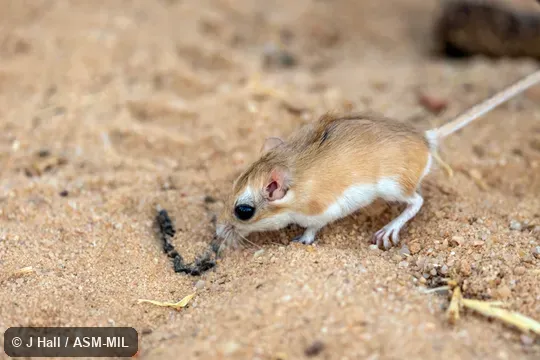Also as Henley's Gerbil|Henley's Pygmy Gerbil. Also as Henley's Gerbil|Henley's Pygmy Gerbil.