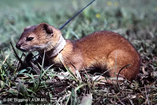 Wild caught animal with radio collar. Wild caught animal with radio collar.