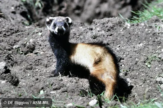 Mustela eversmanii michnoi. Formerly Mustela eversmanii tiarata. Mustela eversmanii michnoi. Formerly Mustela eversmanii tiarata.