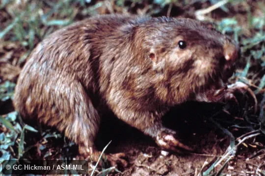 Side view, showing feet. Also as Mississippi Valley Pocket Gopher. Side view, showing feet. Also as Mississippi Valley Pocket Gopher.