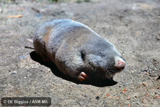 Formerly part of Eospalax fontanierii, Chinese Zokor. Formerly part of Eospalax fontanierii, Chinese Zokor.