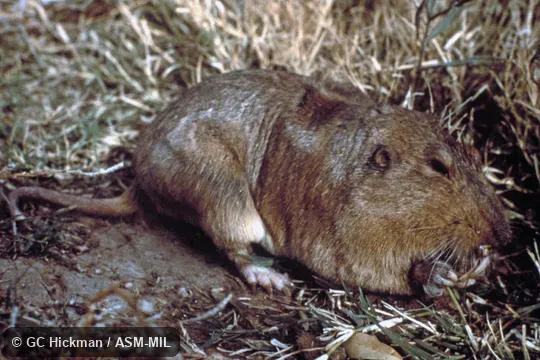 Side view, showing feet Side view, showing feet