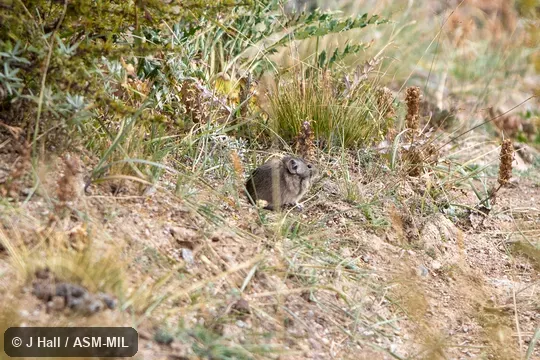 Also as Gray Pika Also as Gray Pika
