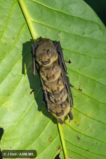 Also as Lesser Sheath-tailed Bat. Also as Lesser Sheath-tailed Bat.