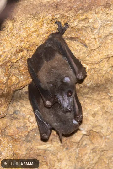 Also as Lesser Bare-backed Fruit Bat. Also as Lesser Bare-backed Fruit Bat.