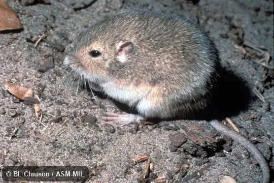 Oblique view Oblique view