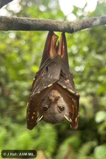 Formerly Nyctimene albiventer. Formerly Nyctimene albiventer.