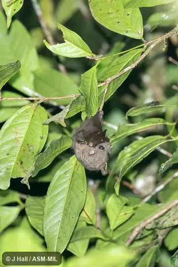 Also as Round-eared Tube-nosed Bat. Also as Round-eared Tube-nosed Bat.
