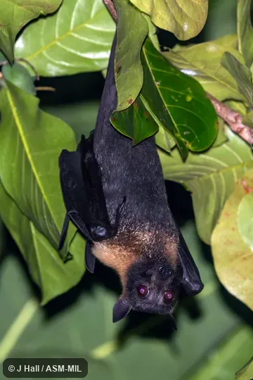Also as Large-eared Flying Fox. Also as Large-eared Flying Fox.
