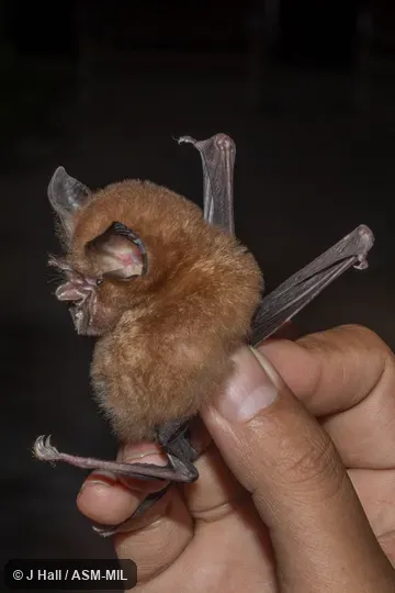 Also as Broad-eared Horseshoe Bat|New Guinea Horseshoe Bat. Also as Broad-eared Horseshoe Bat|New Guinea Horseshoe Bat.