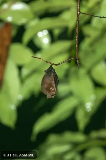 Also as Fly River Trumpet-eared Bat. Also as Fly River Trumpet-eared Bat.