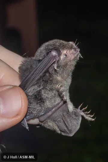 Also as Arafura Large-footed Bat Also as Arafura Large-footed Bat