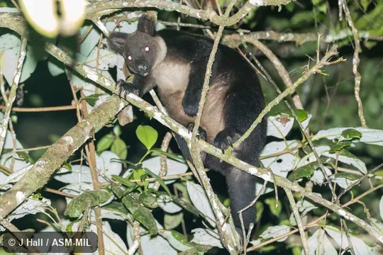 Also as Black Tree Kangaroo|Ursine Tree Kangaroo|White-throated Tree Kangaroo. Also as Black Tree Kangaroo|Ursine Tree Kangaroo|White-throated Tree Kangaroo.