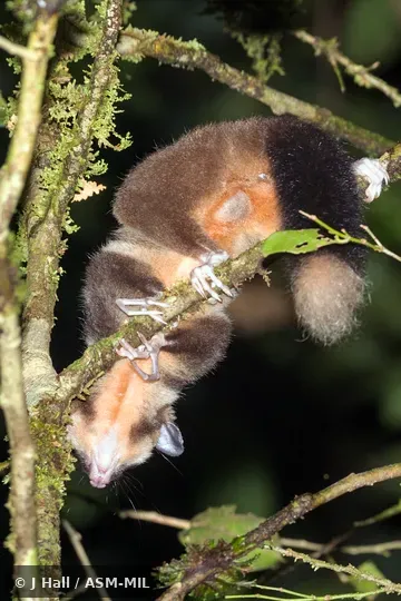 Also as Vogelkop Ring-tailed Possum|Vogelkop Striped Possum. Also as Vogelkop Ring-tailed Possum|Vogelkop Striped Possum.