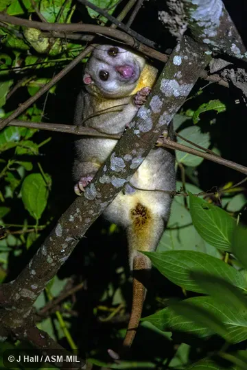 Also as Common Phalanger|Grey Cuscus. Also as Common Phalanger|Grey Cuscus.