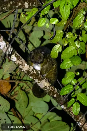 Also as Reclusive Ringtai. Also as Reclusive Ringtai.