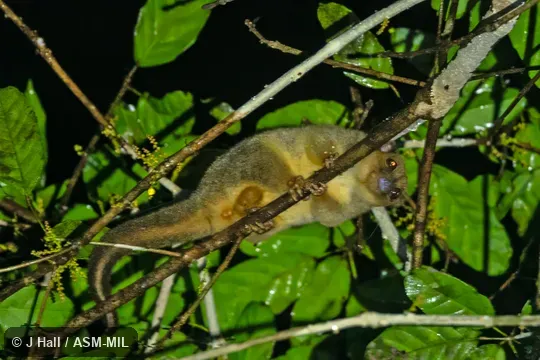 Also as Lowland Ringtail. Also as Lowland Ringtail.