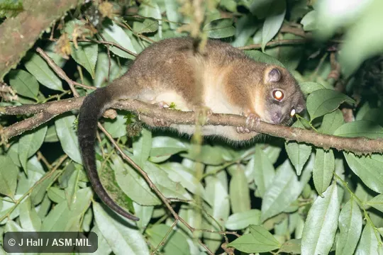 Also as Arfak Ringtail|Vogelkop Ringtail. Also as Arfak Ringtail|Vogelkop Ringtail.