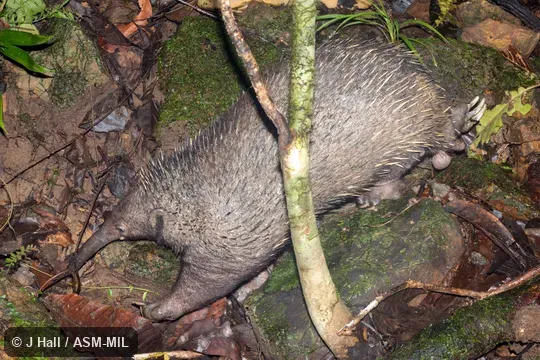 Also as Long-beaked Echidna|Long-nosed Echidna|Long-nosed Spiny Anteater|New Guinea Long-nosed Echidna. Also as Long-beaked Echidna|Long-nosed Echidna|Long-nosed Spiny Anteater|New Guinea Long-nosed Echidna.