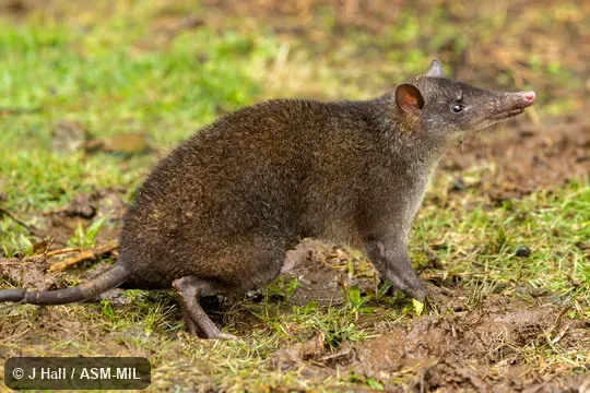 Also as Black-headed Bandicoot|Common Echymipera|Kalubu Echymipera. Also as Black-headed Bandicoot|Common Echymipera|Kalubu Echymipera.