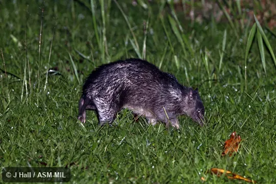 Also as Rufescent Bandicoot|Long-nosed Echymipera Also as Rufescent Bandicoot|Long-nosed Echymipera