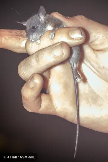 Also as New Guinean Jumping Mouse. Also as New Guinean Jumping Mouse.