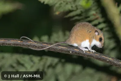 Also as Chestnut Pogonomys|Prehensile-tailed Mouse|Soft-haired Tree Mouse|Tree Mouse. Also as Chestnut Pogonomys|Prehensile-tailed Mouse|Soft-haired Tree Mouse|Tree Mouse.