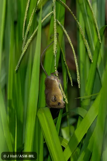 Also as Lesser Ranee Mouse, Sundaic Haeromys. Also as Lesser Ranee Mouse, Sundaic Haeromys.