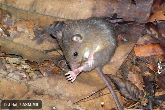 Also as Dark-tailed Niviventer|Dark-tailed Tree Rat|Sundaic Arboreal Niviventer. Also as Dark-tailed Niviventer|Dark-tailed Tree Rat|Sundaic Arboreal Niviventer.