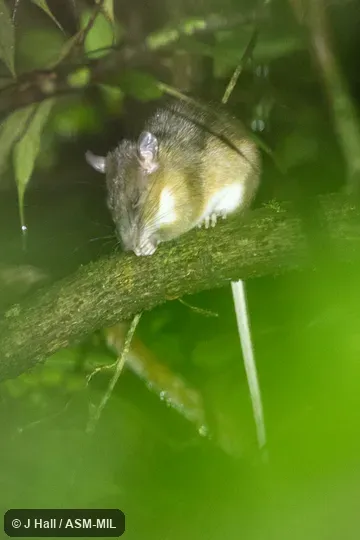 Also as Bornean White-bellied Rat|Long-tailed Mountain Rat|Montane Bornean Niviventer|Rapit Rat. Also as Bornean White-bellied Rat|Long-tailed Mountain Rat|Montane Bornean Niviventer|Rapit Rat.