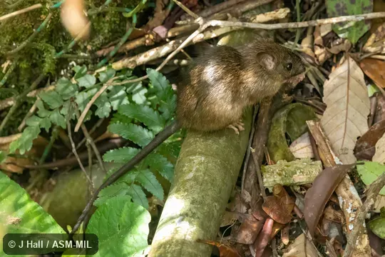 Also as Summit Rat. Also as Summit Rat.