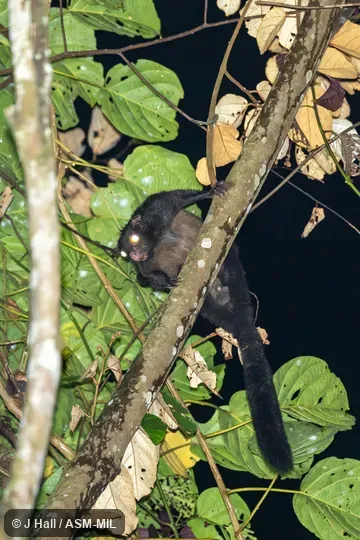 Also as Large Black Flying Squirrel. Also as Large Black Flying Squirrel.