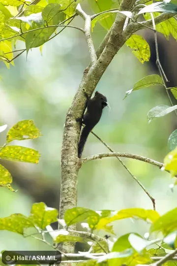 Also as Whitehead's Pigmy Squirrel. Also as Whitehead's Pigmy Squirrel.