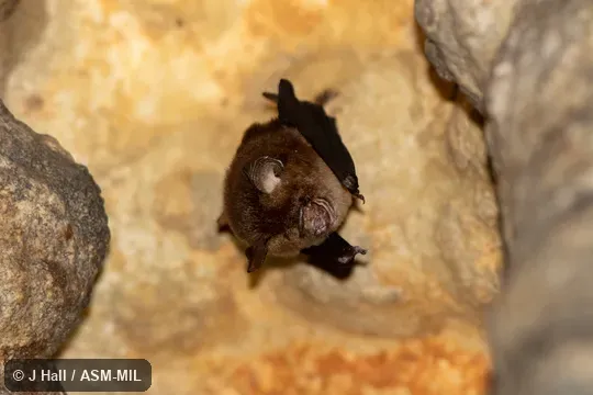 Also as Philippine Pygmy Roundleaf Bat. Also as Philippine Pygmy Roundleaf Bat.