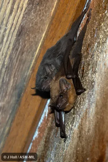 Also as Indian Sheath-tailed Bat|Long-winged Tomb Bat. Also as Indian Sheath-tailed Bat|Long-winged Tomb Bat.