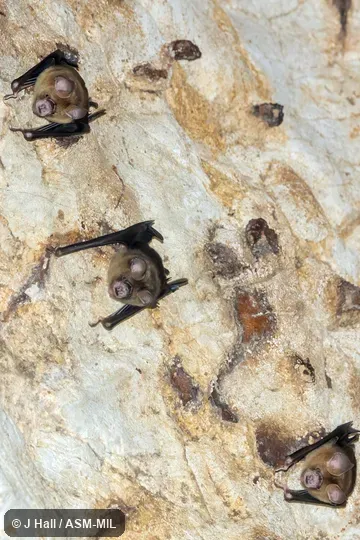 Also as Shield-faced Leaf-nosed Bat. Also as Shield-faced Leaf-nosed Bat.