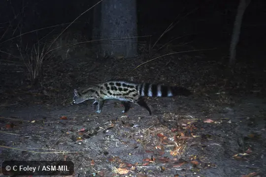 Also as Miombo Genet. Also as Miombo Genet.