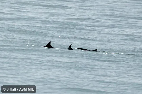 Formerly in order Cetacea. Also as Cochito|Gulf of California Porpoise|Gulf Porpoise. Formerly in order Cetacea. Also as Cochito|Gulf of California Porpoise|Gulf Porpoise.