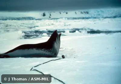 Side view, vocalizing. Also as Bigeyed Seal|Ross's Seal|Singing Seal. Side view, vocalizing. Also as Bigeyed Seal|Ross's Seal|Singing Seal.