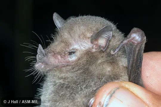 Formerly Anoura geoffroyi peruana, Geoffroy's Tailless Bat. Formerly Anoura geoffroyi peruana, Geoffroy's Tailless Bat.