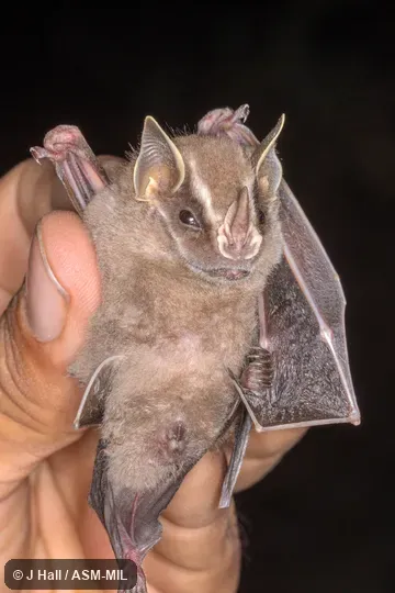 Formerly Uroderma bilobatum davisi, Common Tent-making Bat. Formerly Uroderma bilobatum davisi, Common Tent-making Bat.