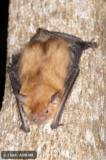 Formerly Rhogeessa gracilis. Formerly Rhogeessa gracilis.