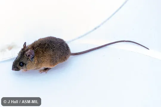 Formerly part of Oryzomys chapmani|Handleyomys chapmani, Chapman's Rice Rat. Formerly part of Oryzomys chapmani|Handleyomys chapmani, Chapman's Rice Rat.