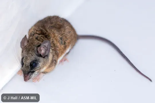 Formerly part of Peromyscus melanophrys melanophrys, Plateau Deermouse. Formerly part of Peromyscus melanophrys melanophrys, Plateau Deermouse.