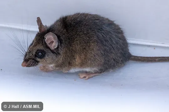 Also as Brown Deermouse. Also as Brown Deermouse.