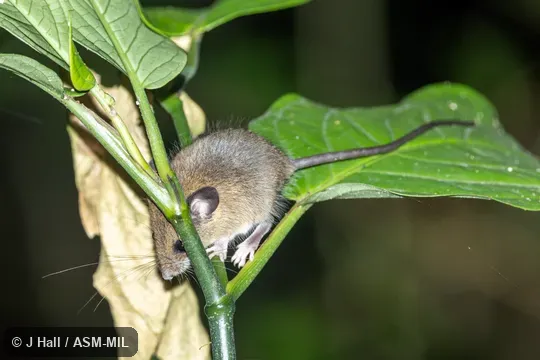 Previously unknown from this area. Previously unknown from this area.