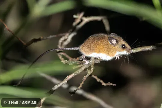 Reithrodontomys mexicanus scansor. Reithrodontomys mexicanus scansor.