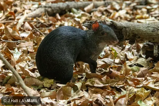 Also as Mexican Black Agouti. Also as Mexican Black Agouti.